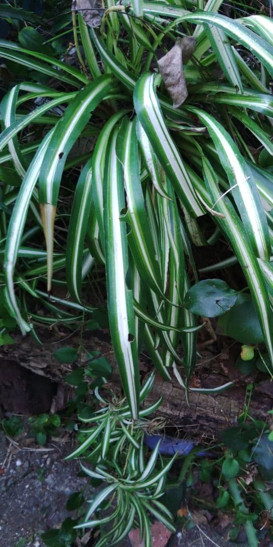 ナカフヒロハオリヅルラン　×2株