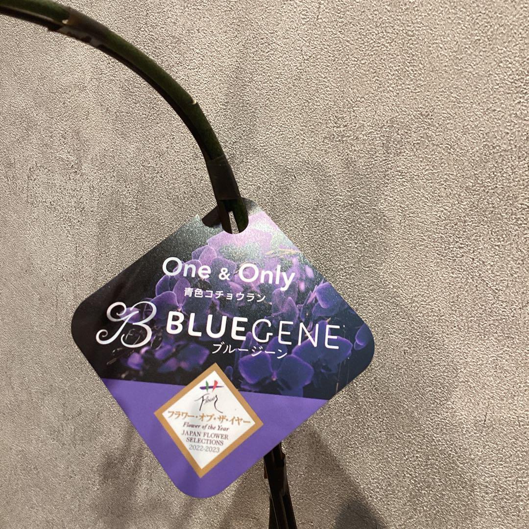 年末SALE❗️入荷少なめです❗️超希少❗️胡蝶蘭❤️ブルージーン　1本立