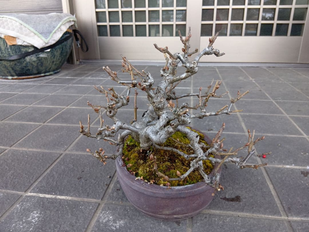グミ盆栽枯木