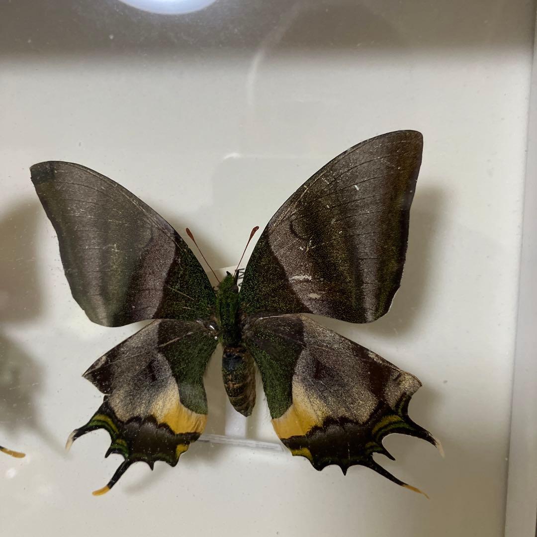 テングアゲハ　ペア（ベトナム）