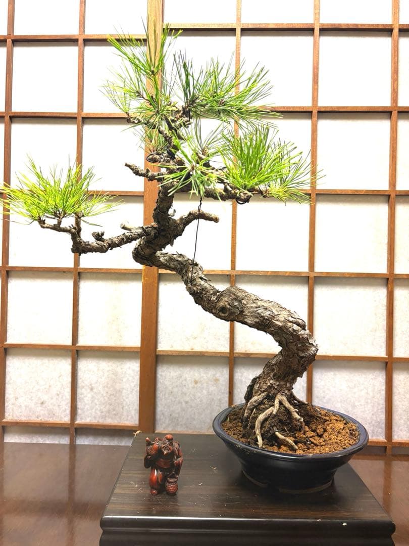 黒松盆栽❗️古木❗️美品❗️将来性高いです。