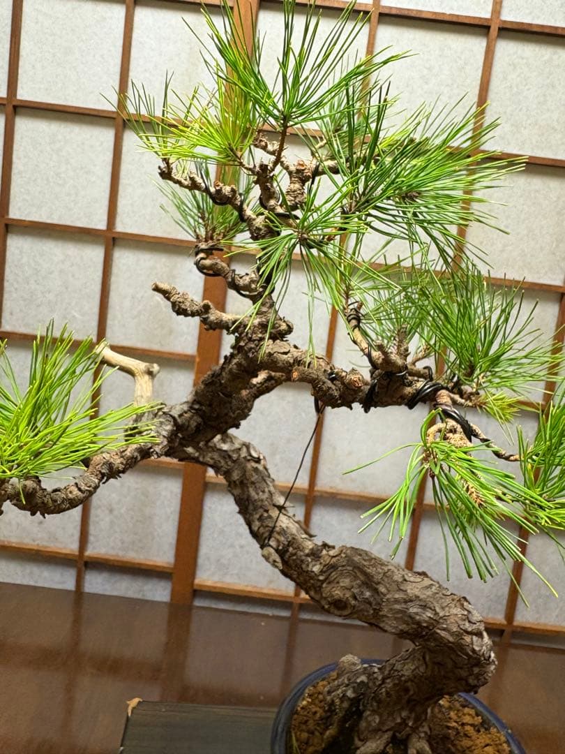 黒松盆栽❗️古木❗️美品❗️将来性高いです。