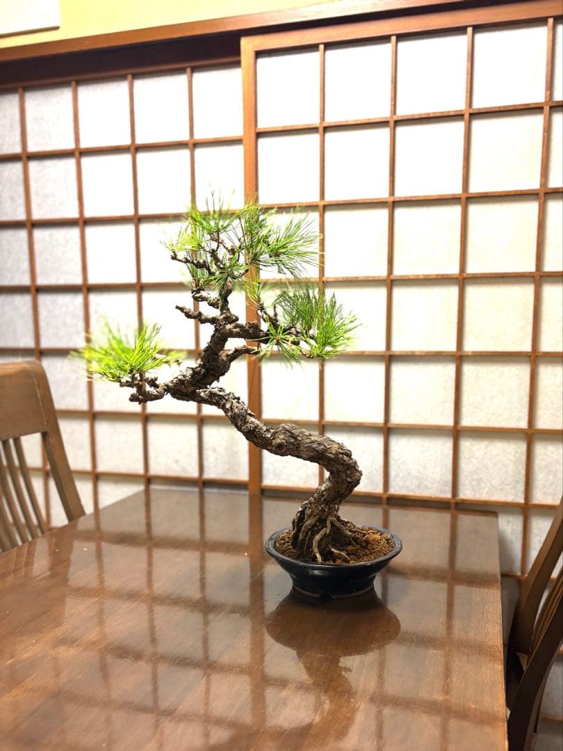 黒松盆栽❗️古木❗️美品❗️将来性高いです。