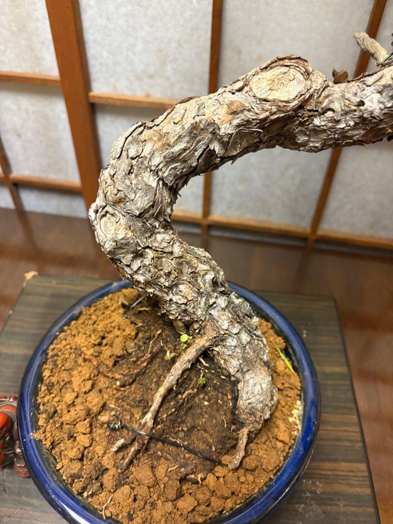 黒松盆栽❗️古木❗️美品❗️将来性高いです。