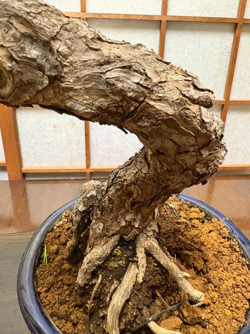 黒松盆栽❗️古木❗️美品❗️将来性高いです。