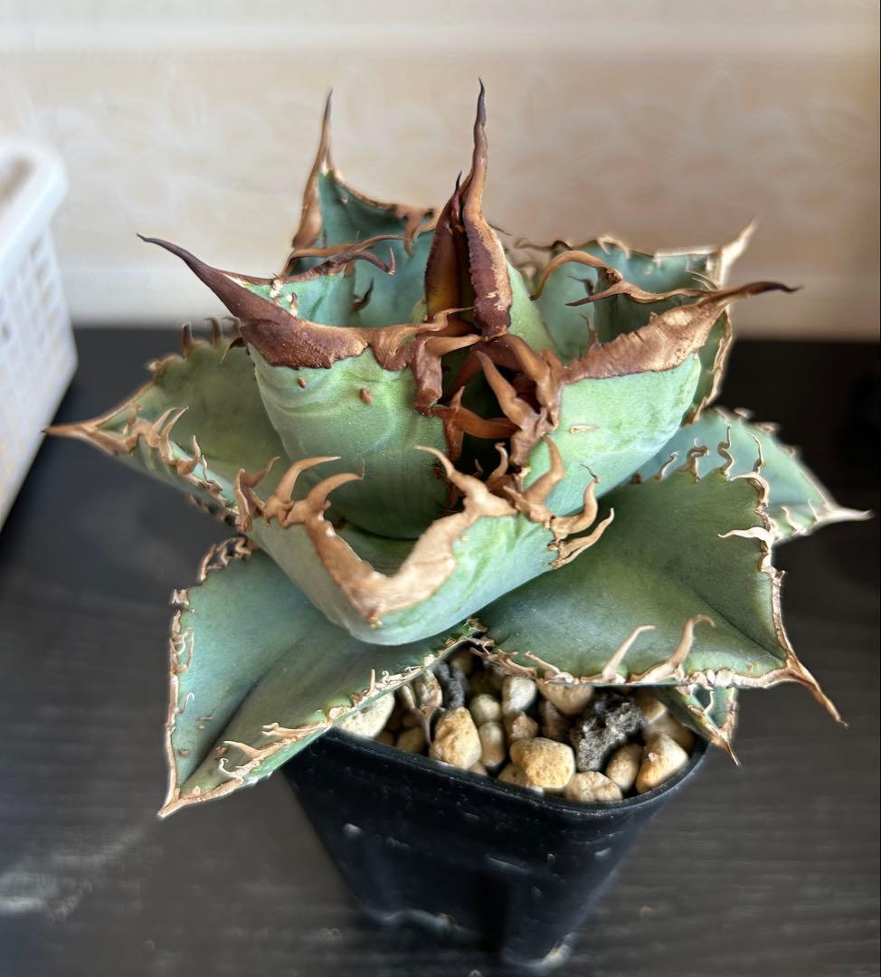 アガベ チタノタ ブツブツ 子株