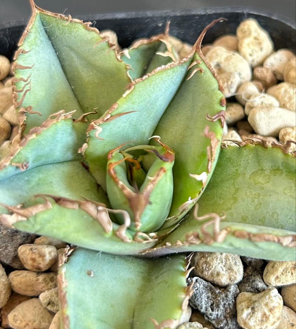 アガベ チタノタ ブツブツ 子株