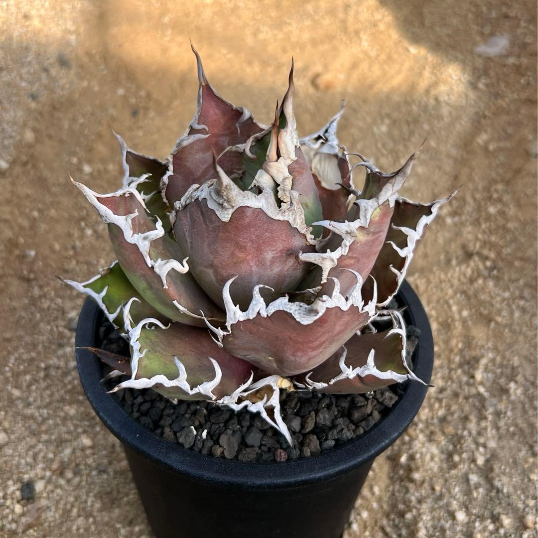 アガベ　チタノタ　シーザー　大株　活着済み　子株付き