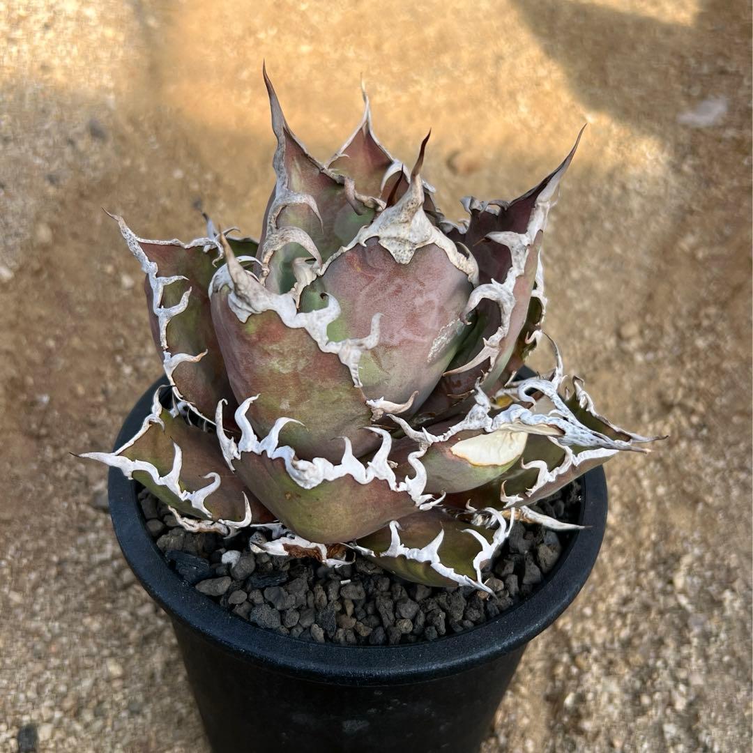 アガベ　チタノタ　シーザー　大株　活着済み　子株付き