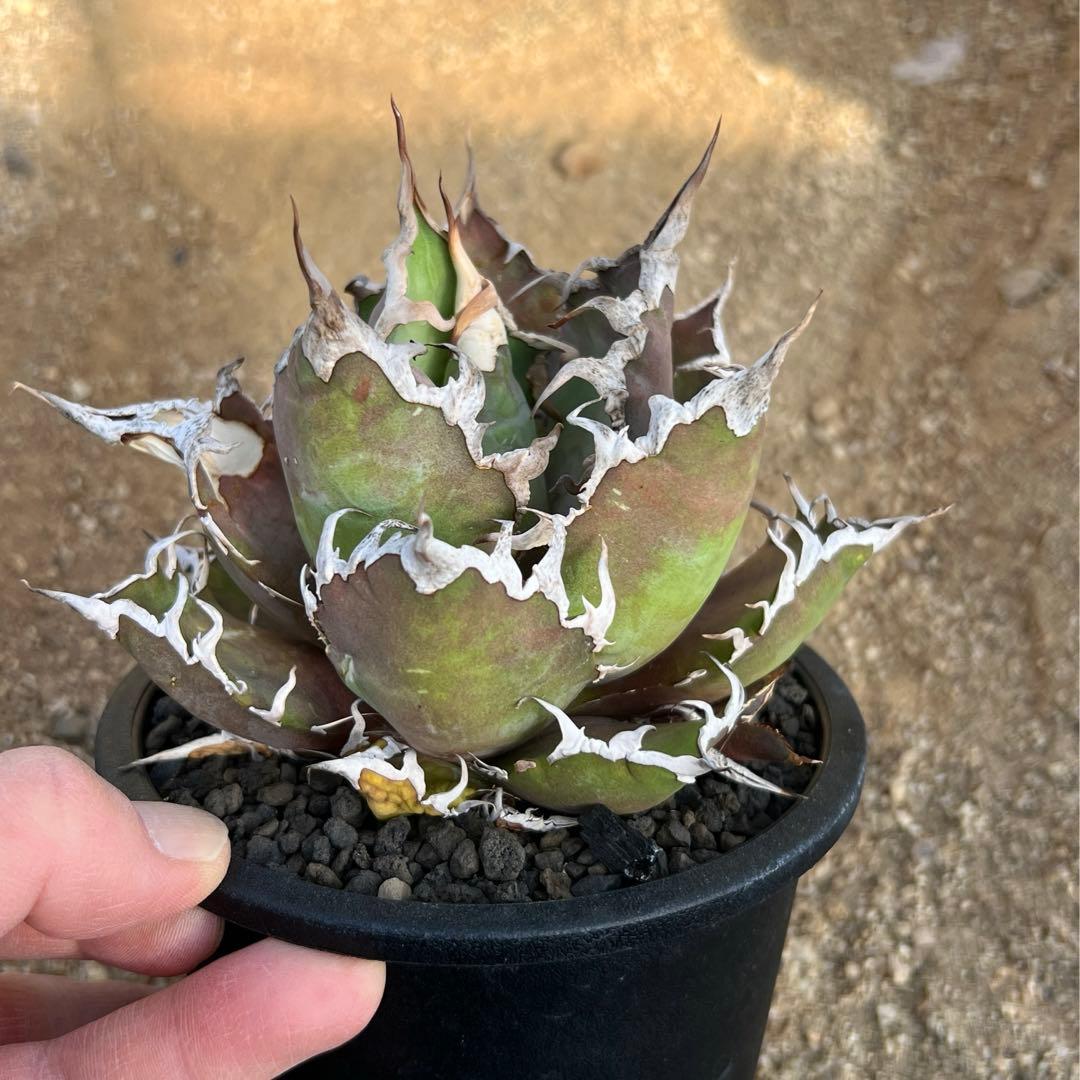 アガベ　チタノタ　シーザー　大株　活着済み　子株付き