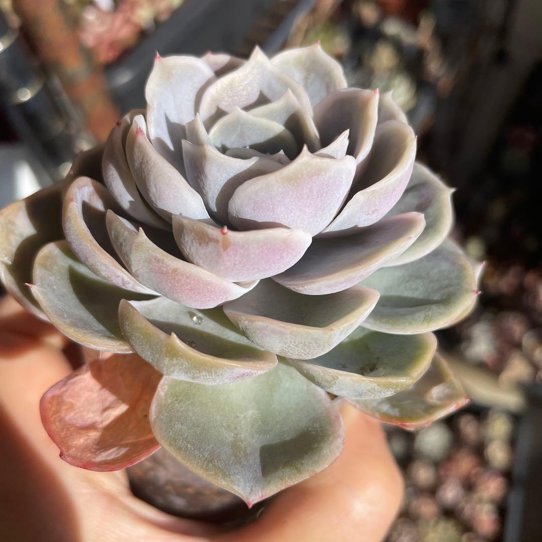 多肉植物エケベリア　ブルーサプライズ