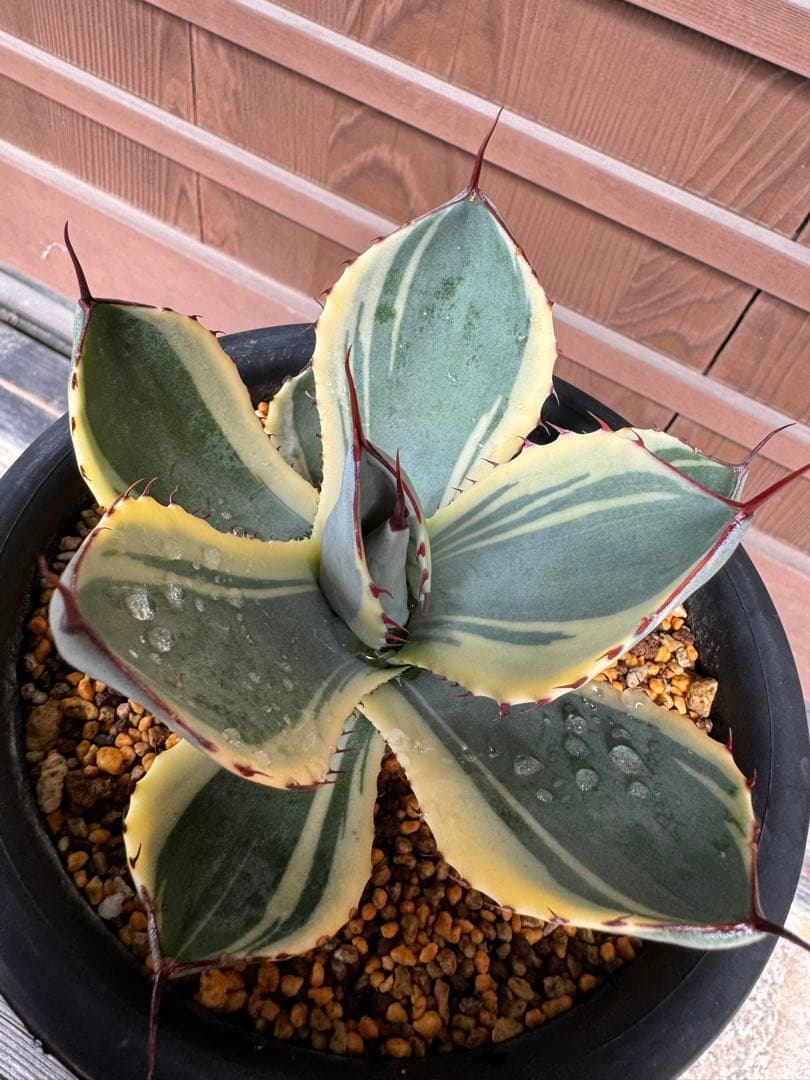 アガベ Agave parryi var. truncata 'Orizaba' 169