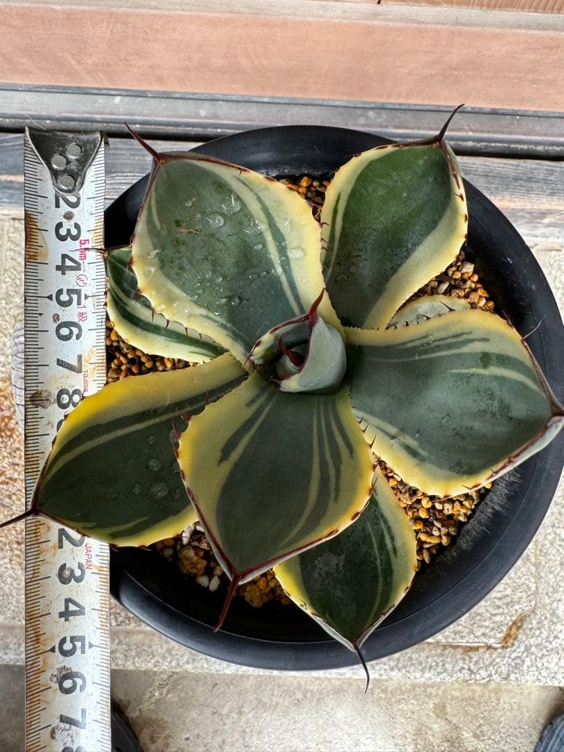 アガベ Agave parryi var. truncata 'Orizaba' 169
