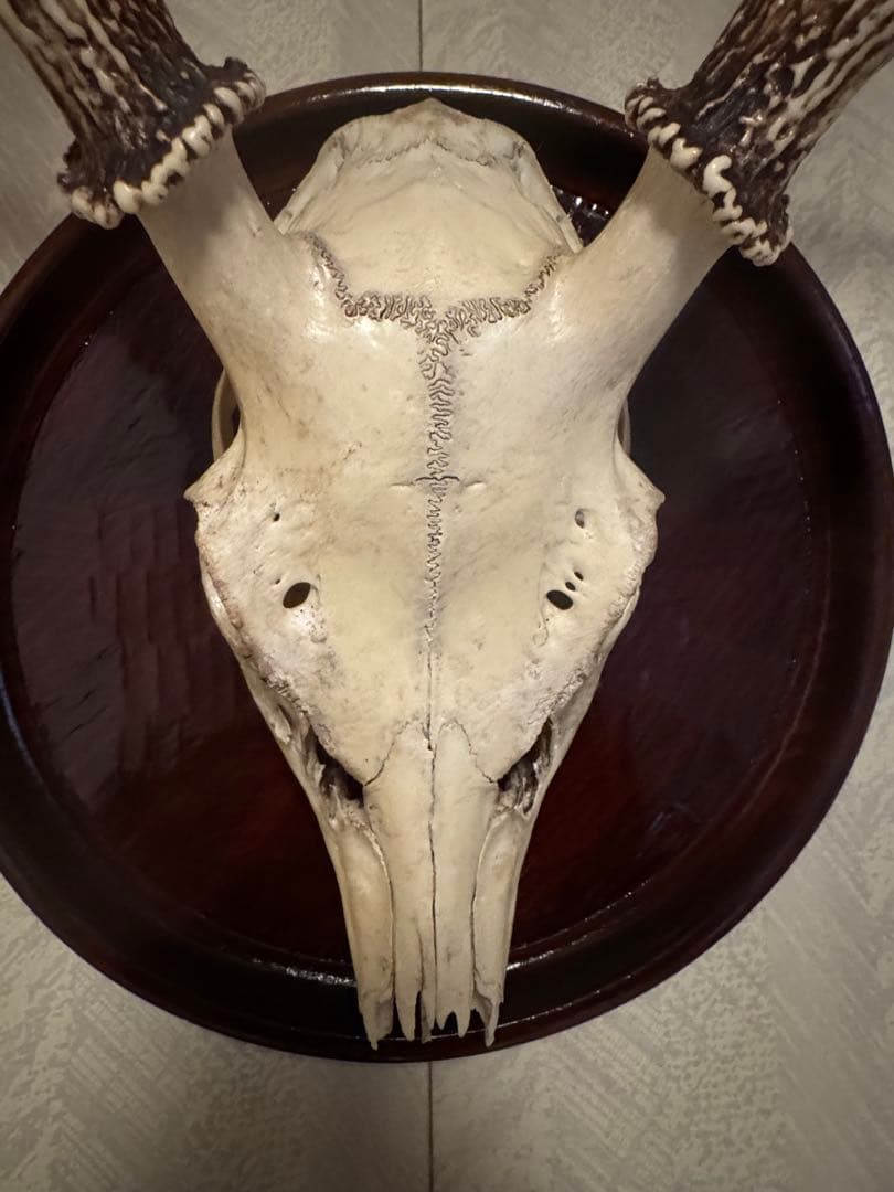鹿の頭骨 壁掛け装飾 大きめ
