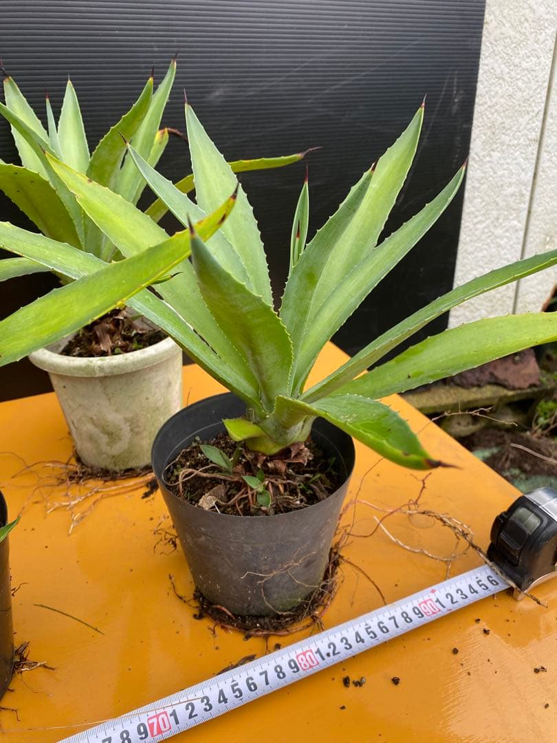 アガベ　ベネズエラ　グリーン　6株セット