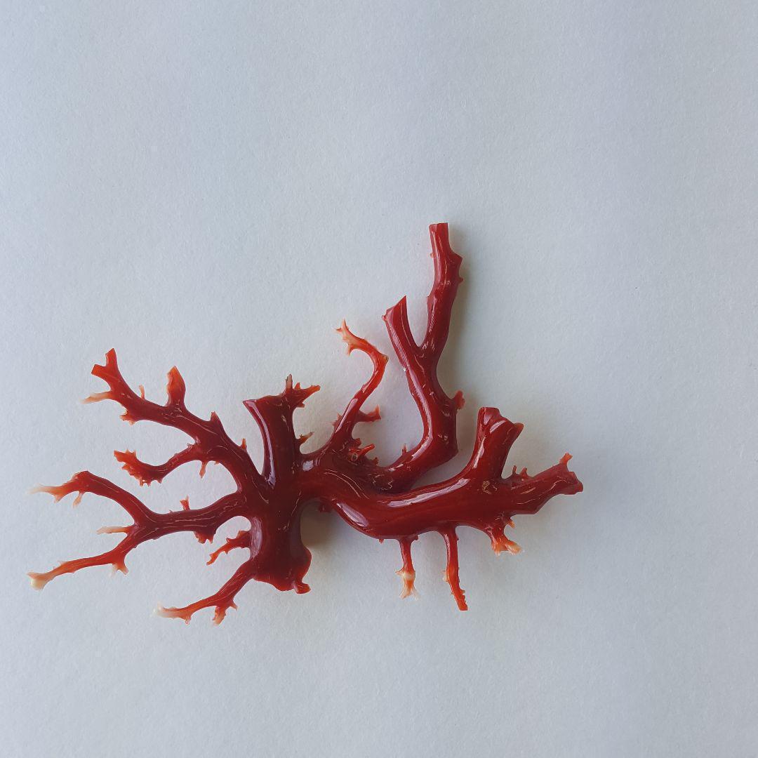 【宝石珊瑚】高知沖産血赤珊瑚の原木・置物