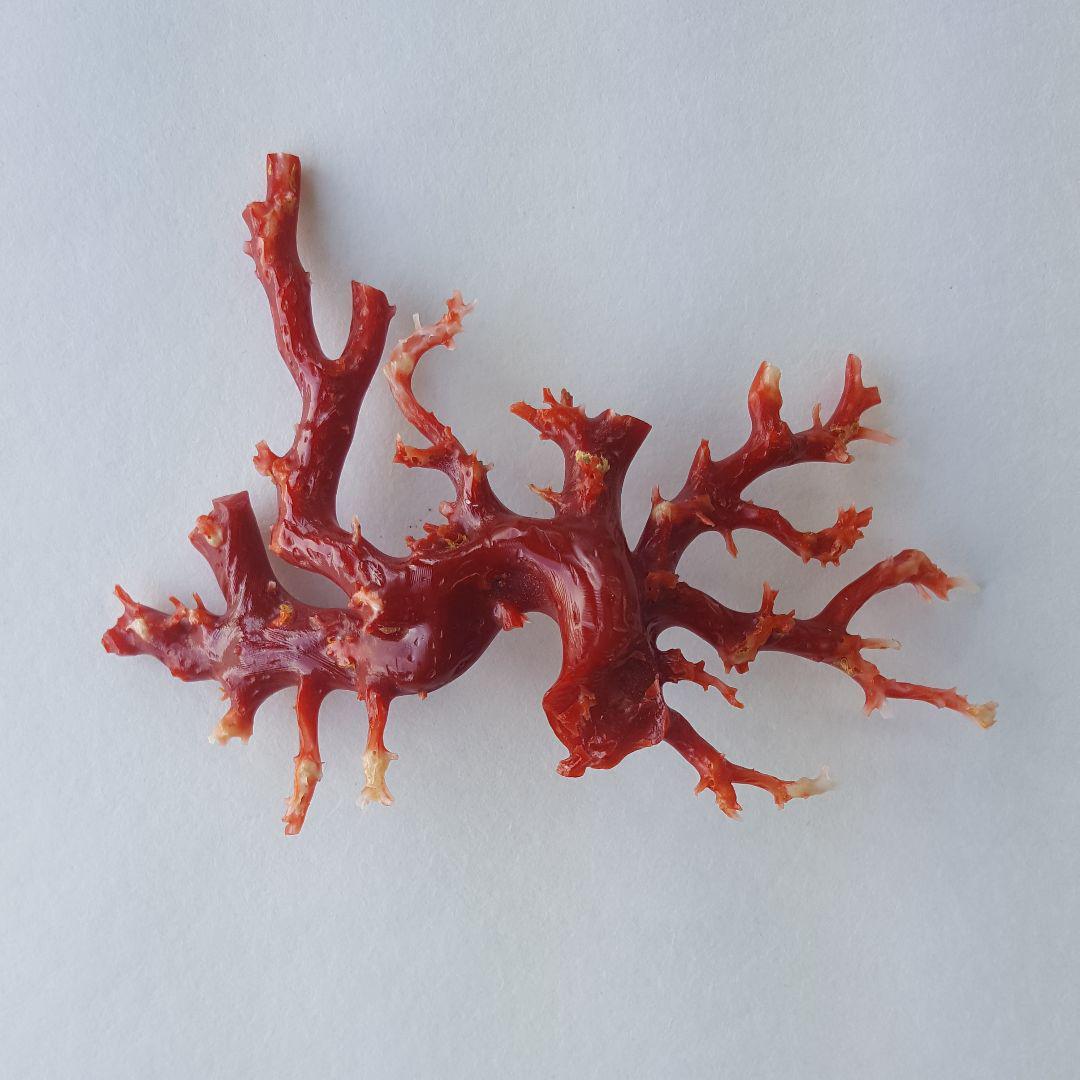 【宝石珊瑚】高知沖産血赤珊瑚の原木・置物