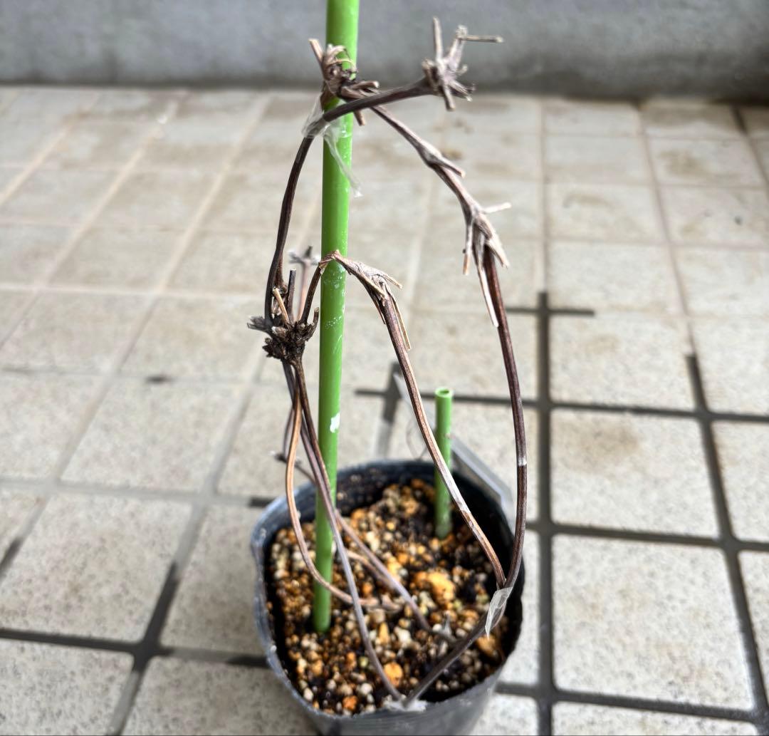 クレマチス　マクロペタラウェッセルトン　苗　プロペルティウス　‼️超レア品種‼️