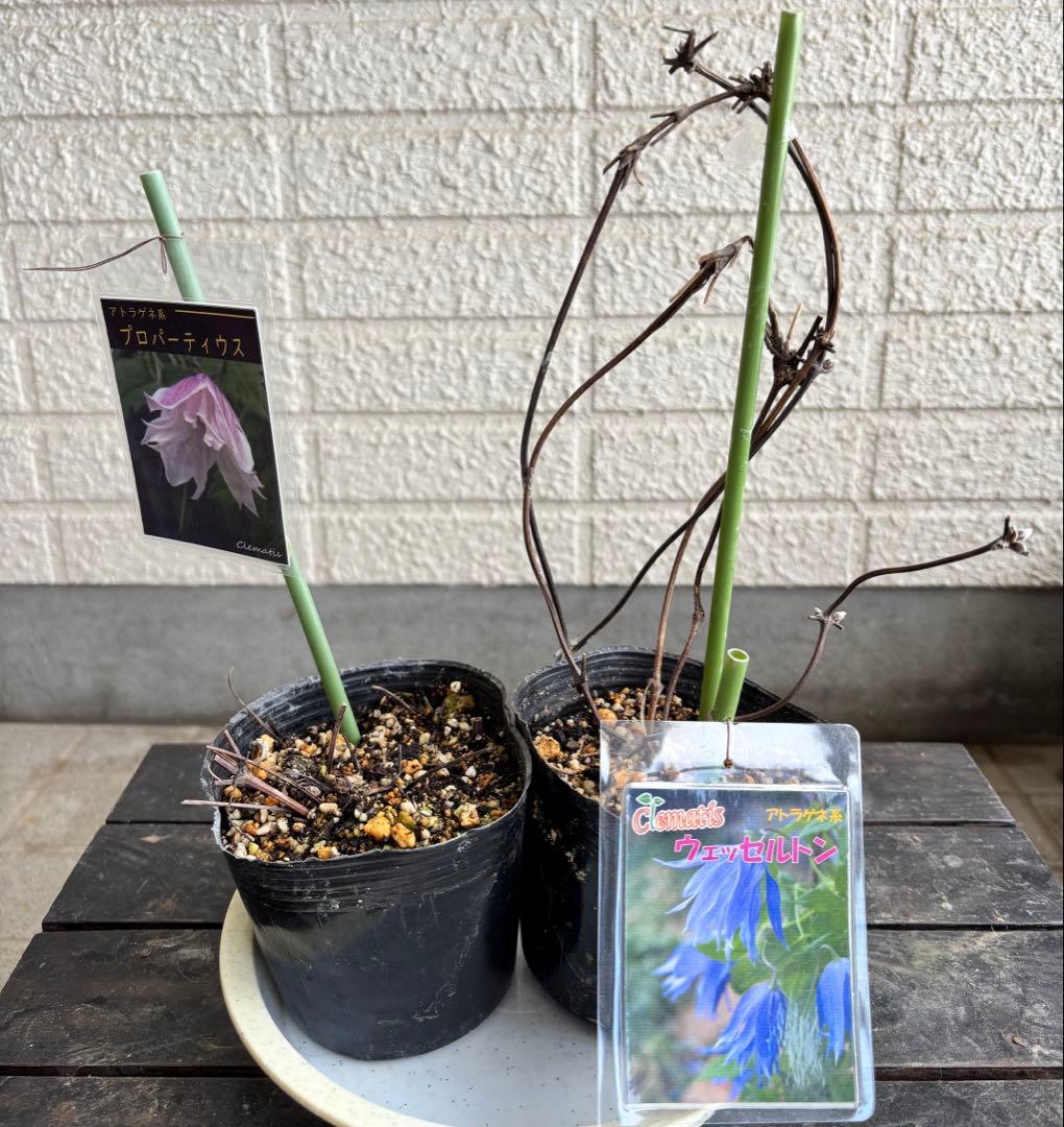 クレマチス　マクロペタラウェッセルトン　苗　プロペルティウス　‼️超レア品種‼️