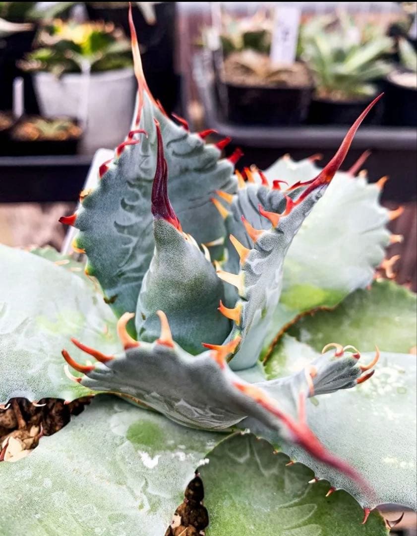 Hidden Agave アガベ　パラサナ　× イシスメシス　ハイブリッド