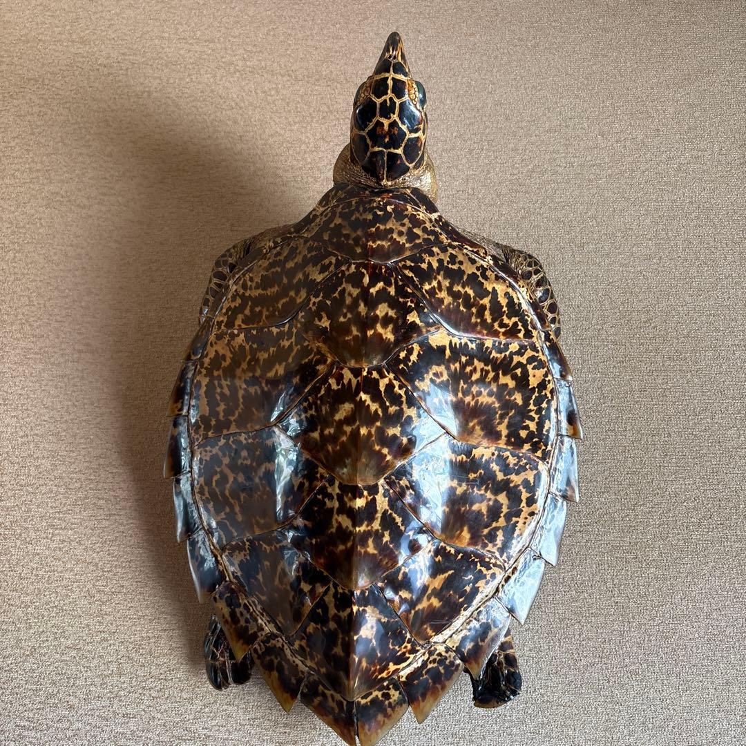 タイマイ　ウミガメ剥製　国際希少野生動植物種登録票有