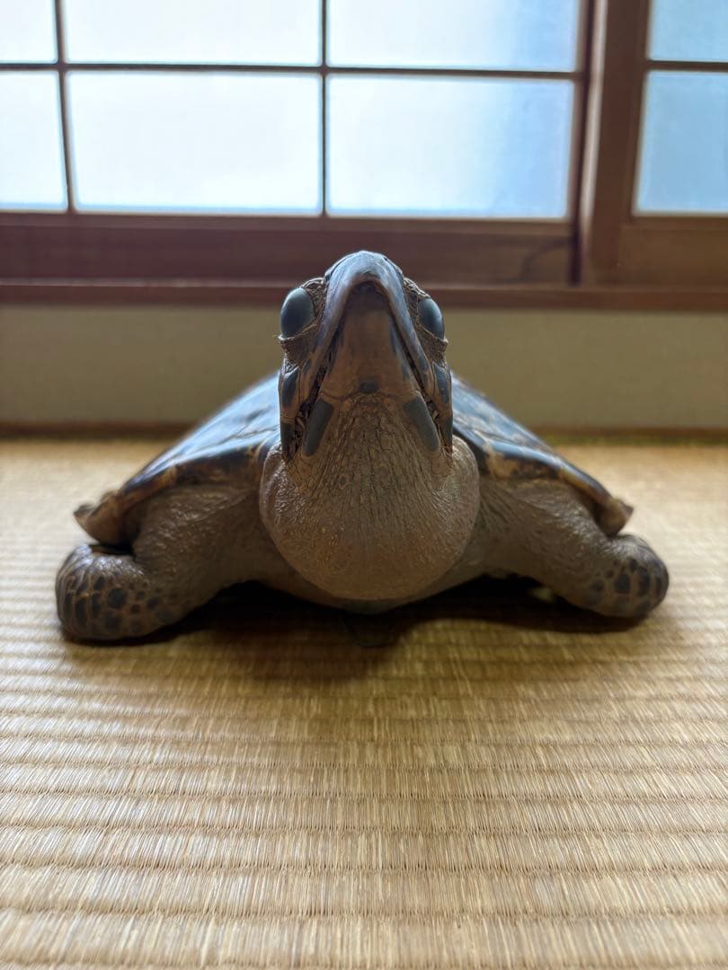 タイマイ　ウミガメ剥製　国際希少野生動植物種登録票有