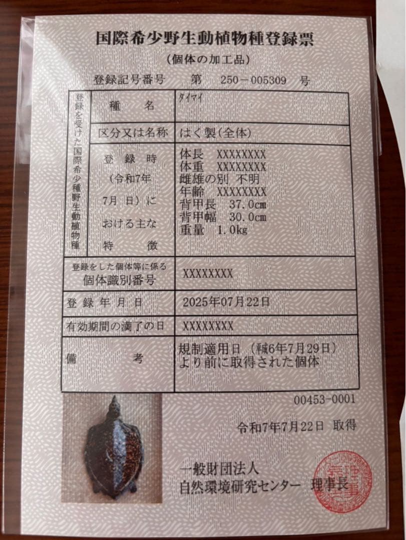 タイマイ　ウミガメ剥製　国際希少野生動植物種登録票有