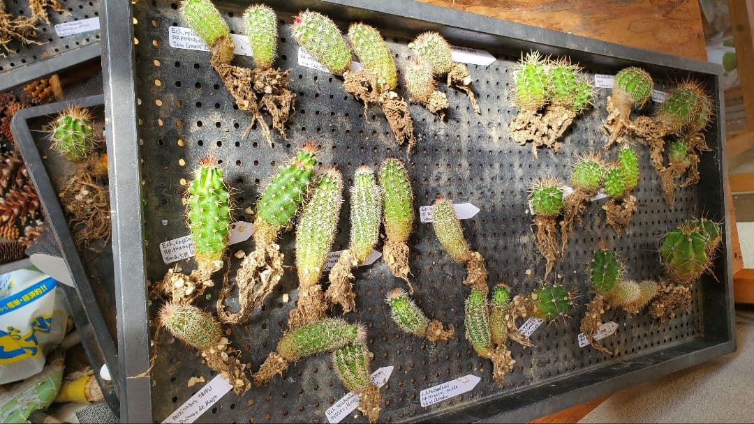 ナッシー様　激レア）エキノケレウス　62種類 123株セット+ウチワ輸入カット苗