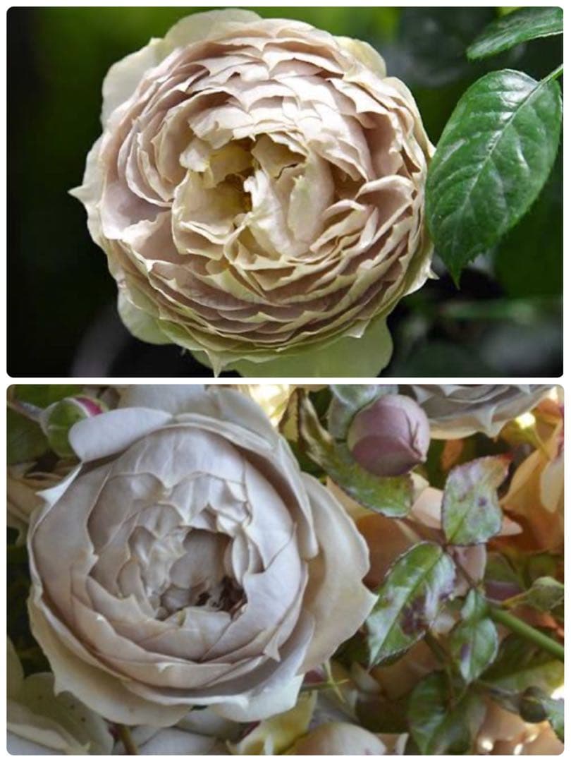 値下げ中‼️ꫂ ၴႅၴ素敵な茶薔薇ꫂ ၴႅၴ大苗タグ付きルクソール