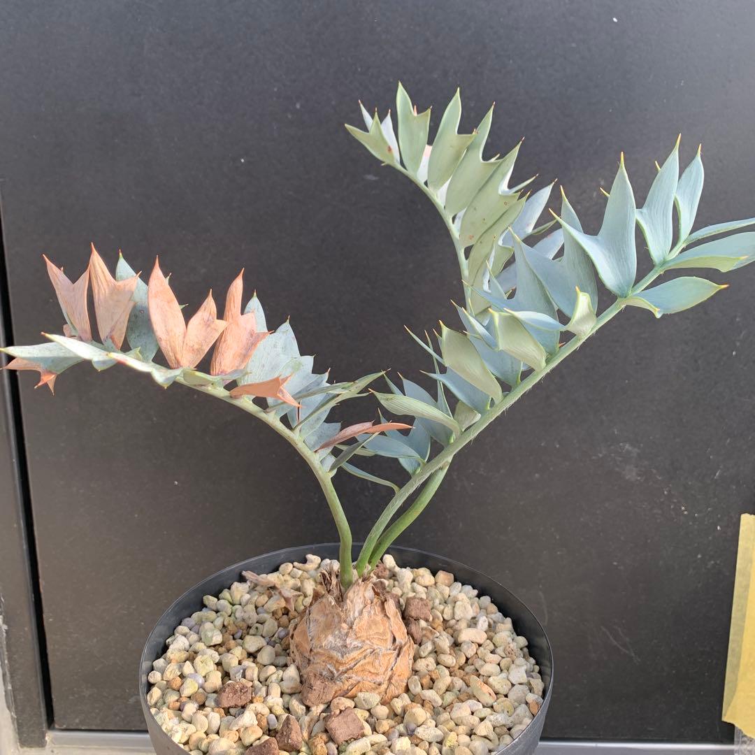 A*1様 【南アフリカ産】エンセファラルトス・ホリダス（No3-5)