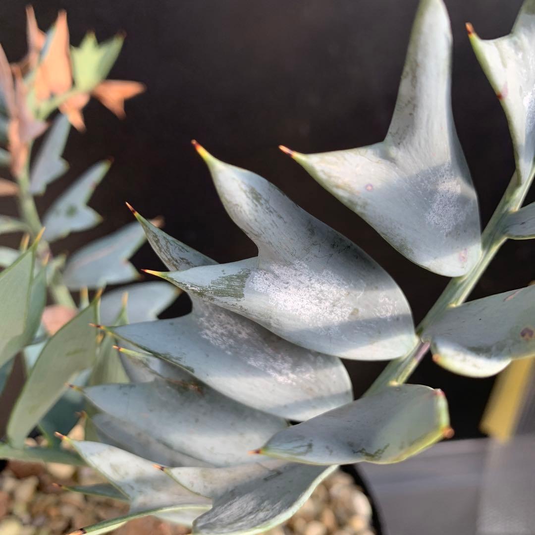 A*1様 【南アフリカ産】エンセファラルトス・ホリダス（No3-5)