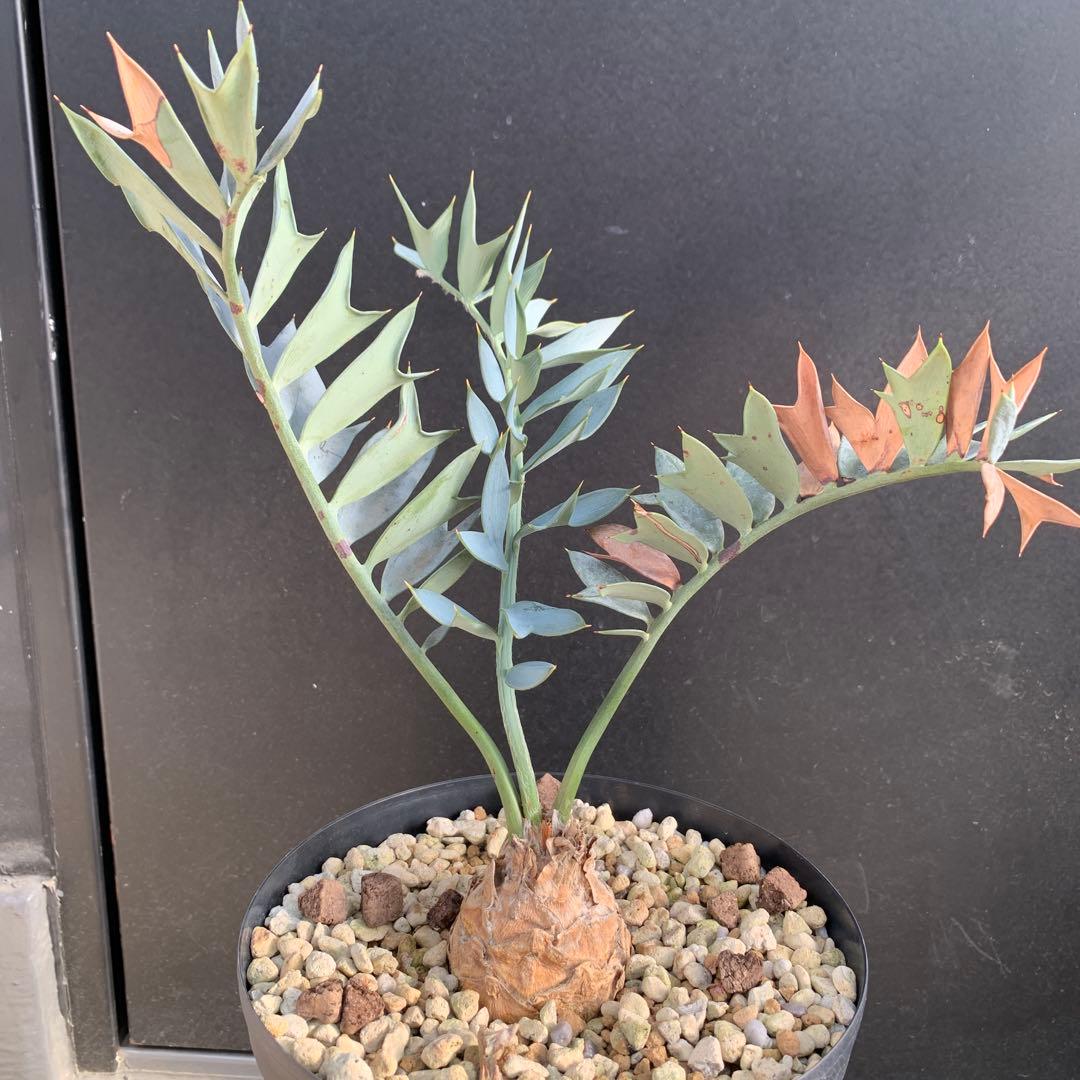 A*1様 【南アフリカ産】エンセファラルトス・ホリダス（No3-5)