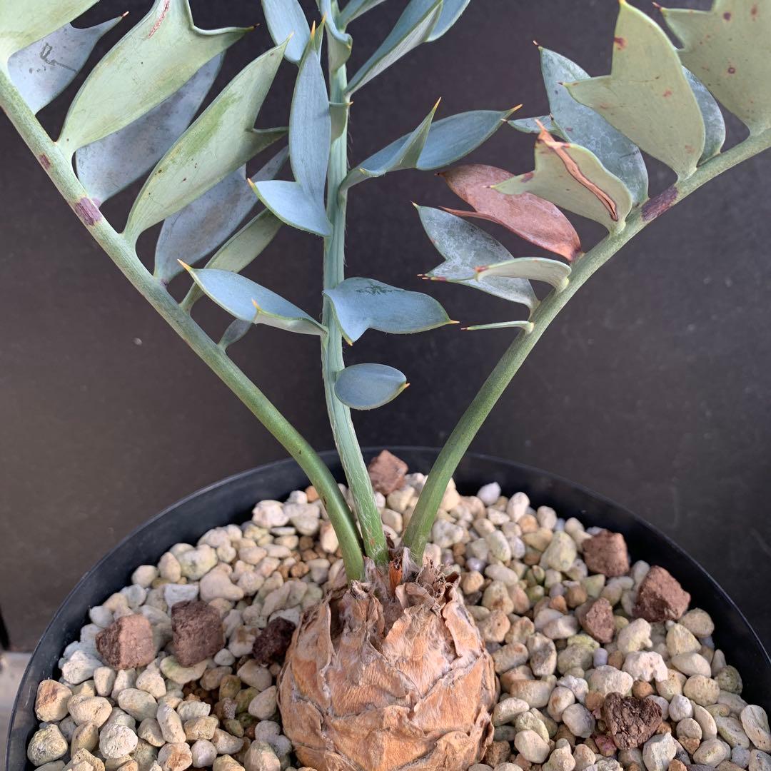 A*1様 【南アフリカ産】エンセファラルトス・ホリダス（No3-5)