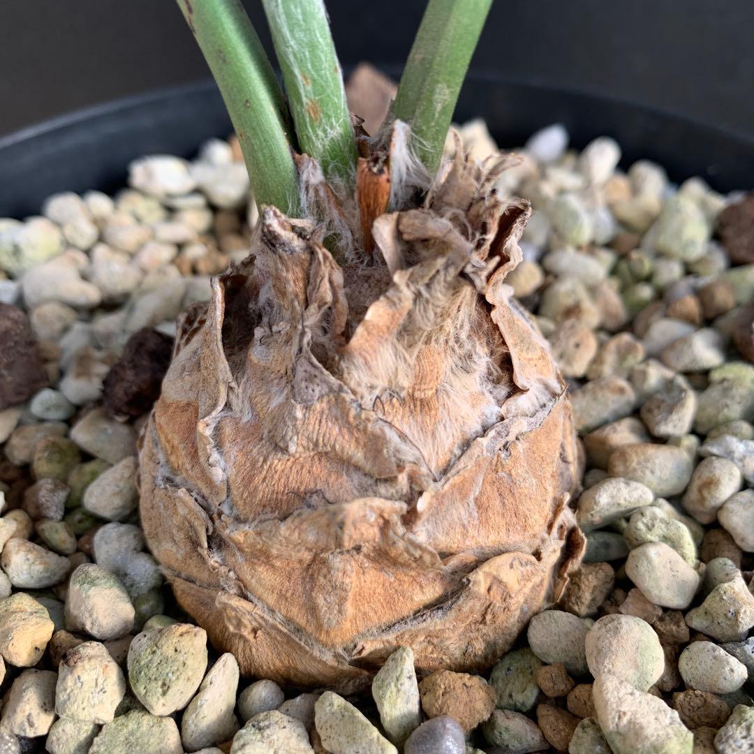 A*1様 【南アフリカ産】エンセファラルトス・ホリダス（No3-5)