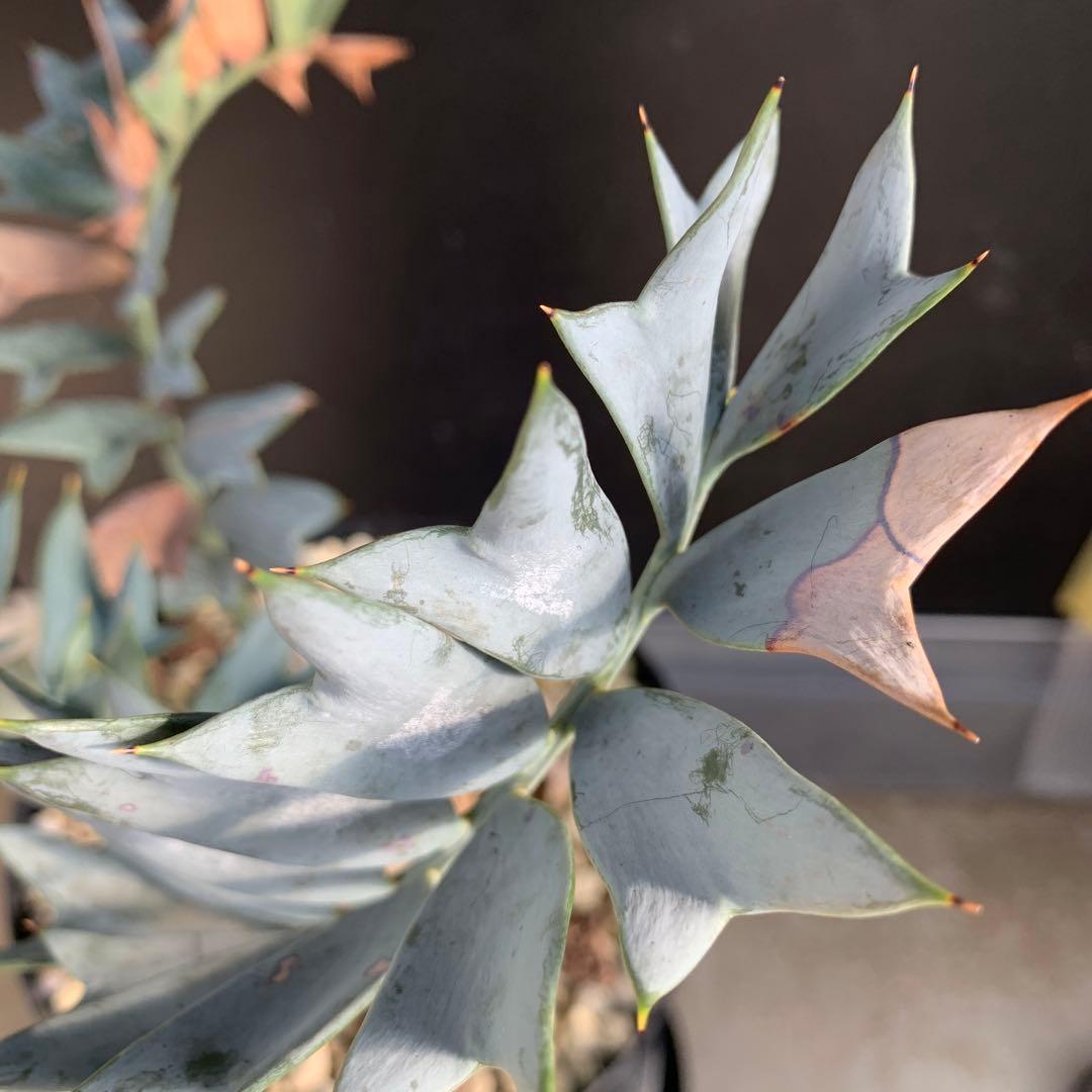 A*1様 【南アフリカ産】エンセファラルトス・ホリダス（No3-5)