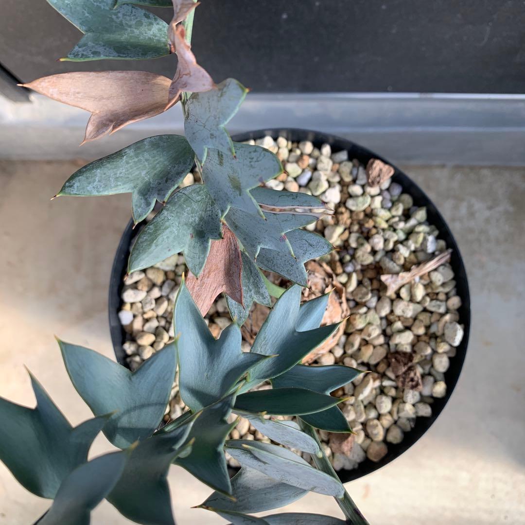 A*1様 【南アフリカ産】エンセファラルトス・ホリダス（No3-5)