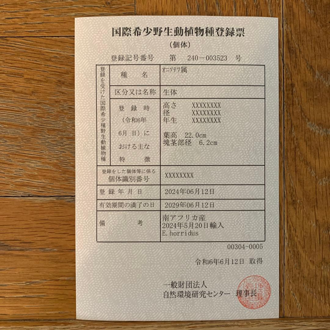 A*1様 【南アフリカ産】エンセファラルトス・ホリダス（No3-5)