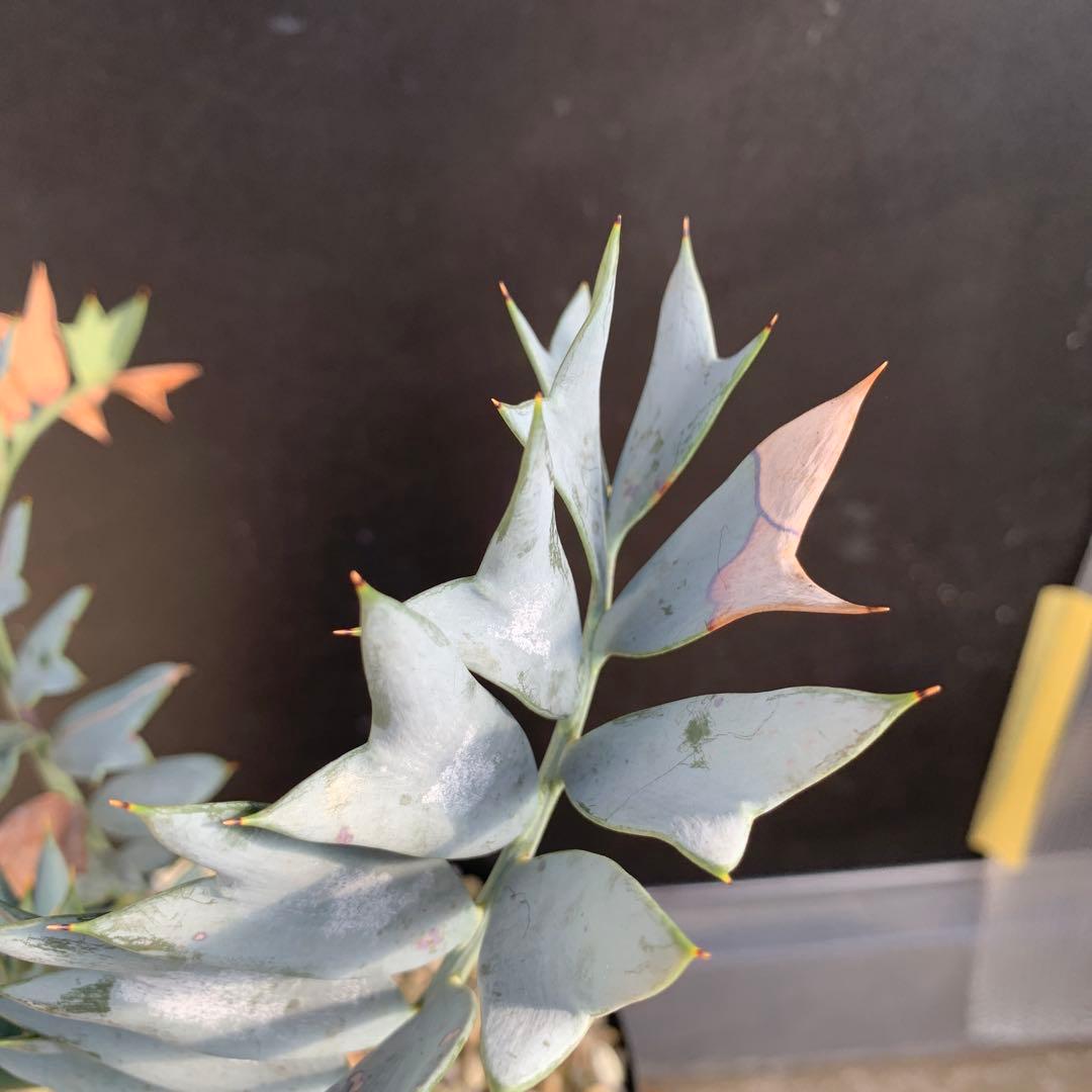 A*1様 【南アフリカ産】エンセファラルトス・ホリダス（No3-5)