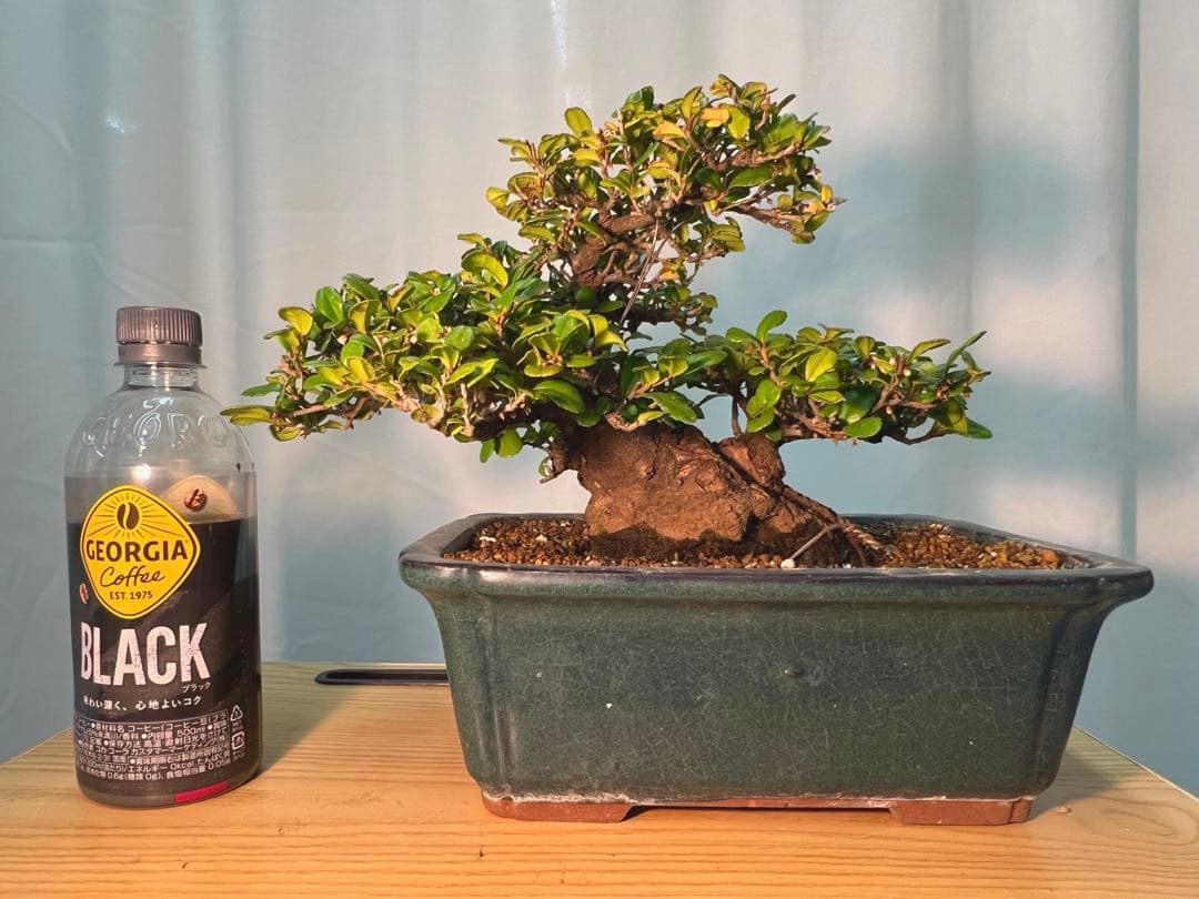 ハマヒサカキ　幹凄く太いです