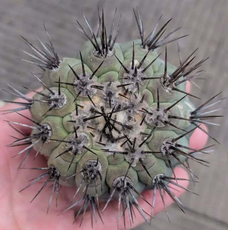 ラ*オ様 【強棘】コピアポア　シネレア　黒王丸　未発根