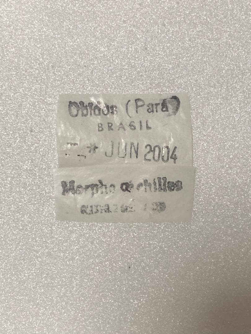 【2頭セット】ダイダミア×アキレスモルフォ（2オス）