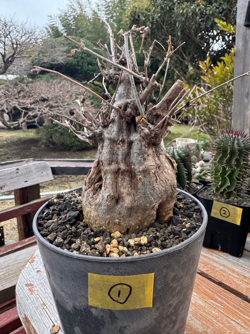 モモルディカ　ロストラータ　①