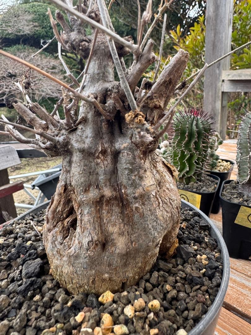 モモルディカ　ロストラータ　①