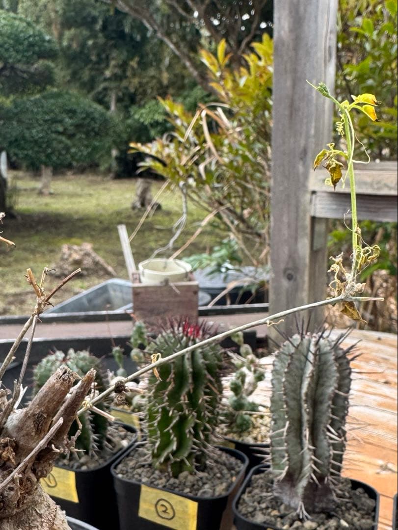 モモルディカ　ロストラータ　①