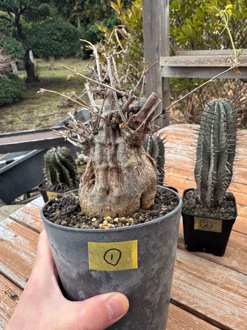 モモルディカ　ロストラータ　①