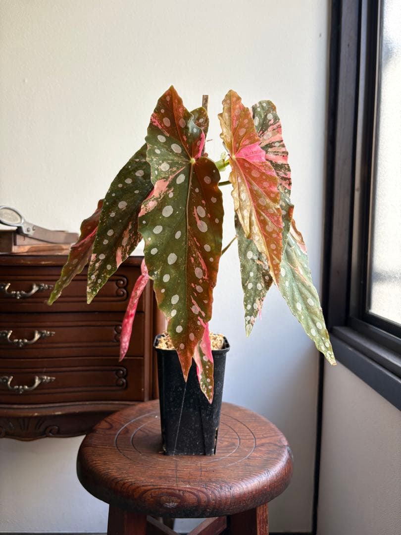 ベゴニア マクラータ 斑入り 3号鉢