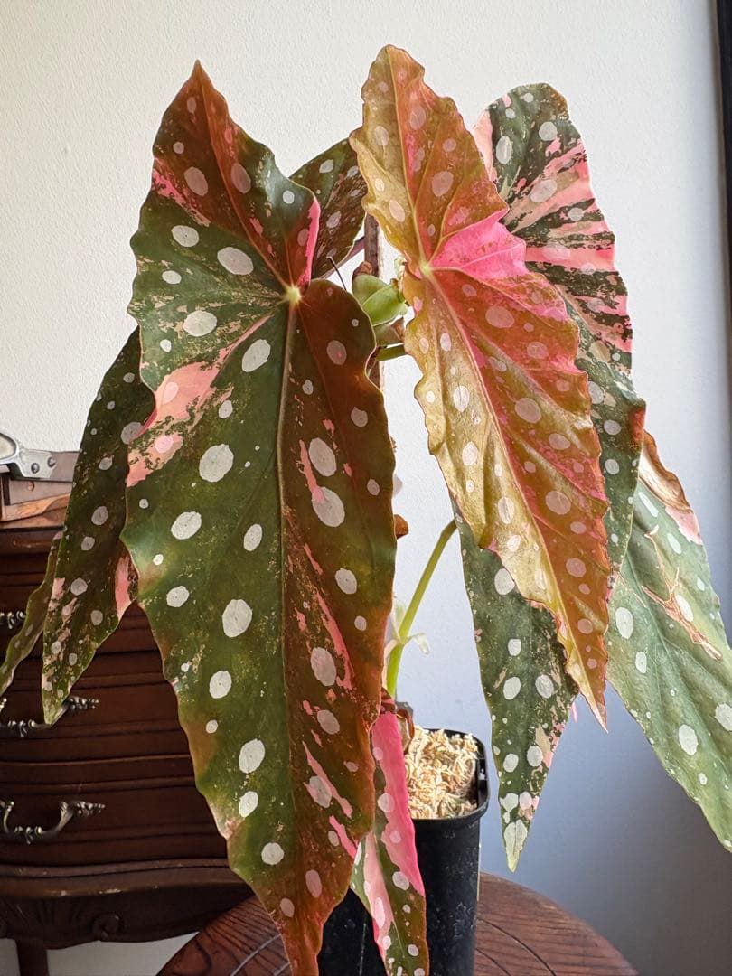 ベゴニア マクラータ 斑入り 3号鉢