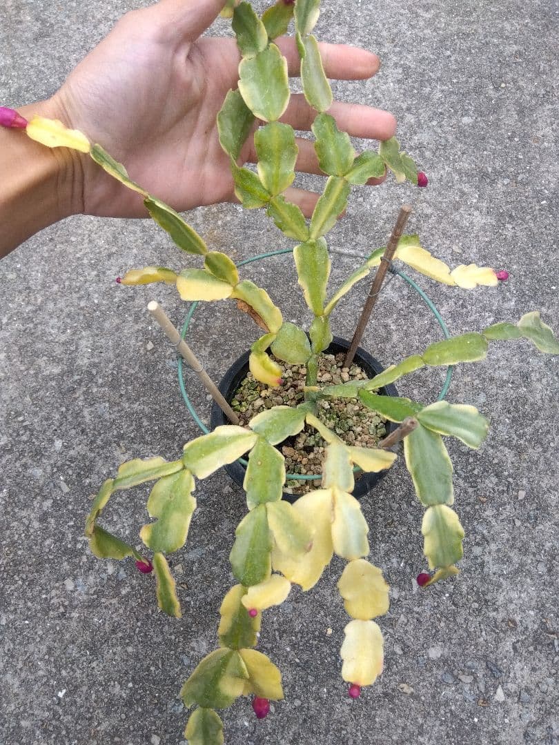 シャコバサボテン　斑入り　4号鉢つき　レアな大株❗