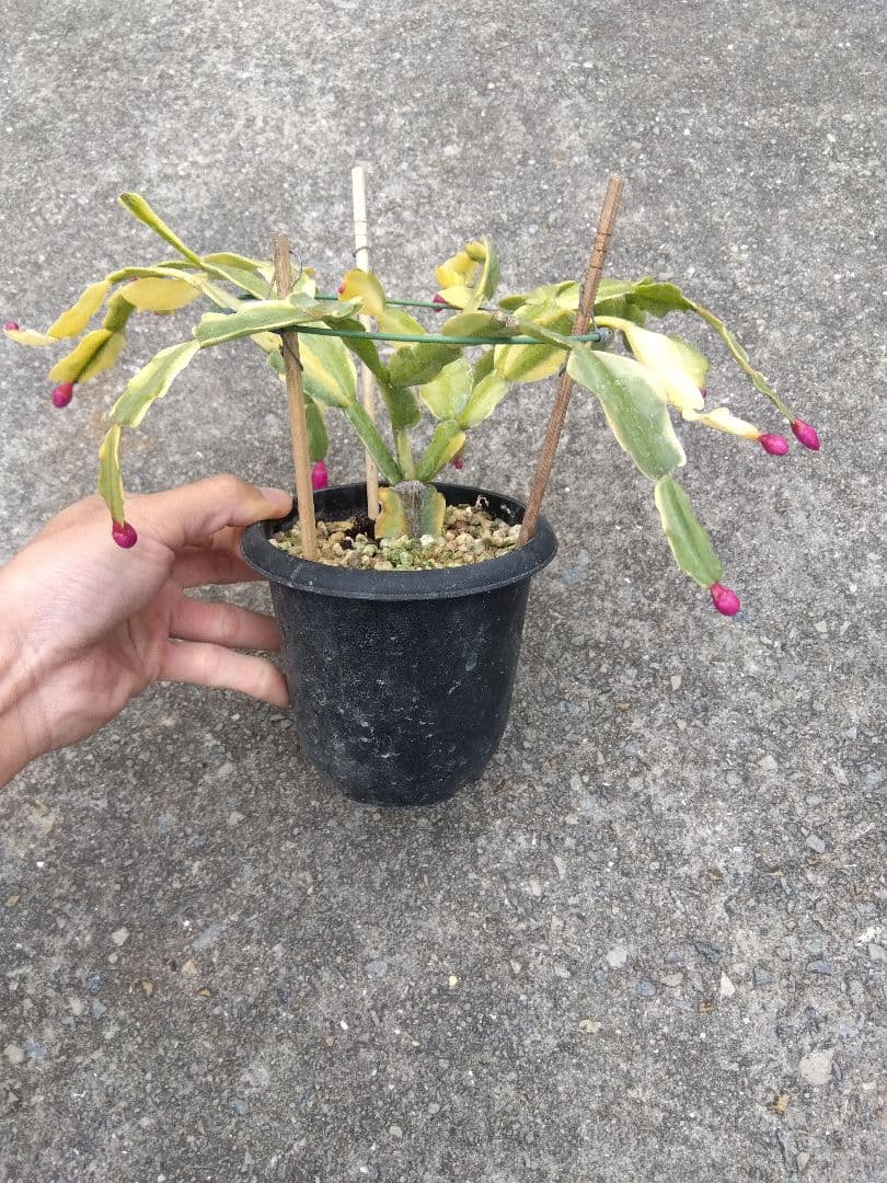 シャコバサボテン　斑入り　4号鉢つき　レアな大株❗