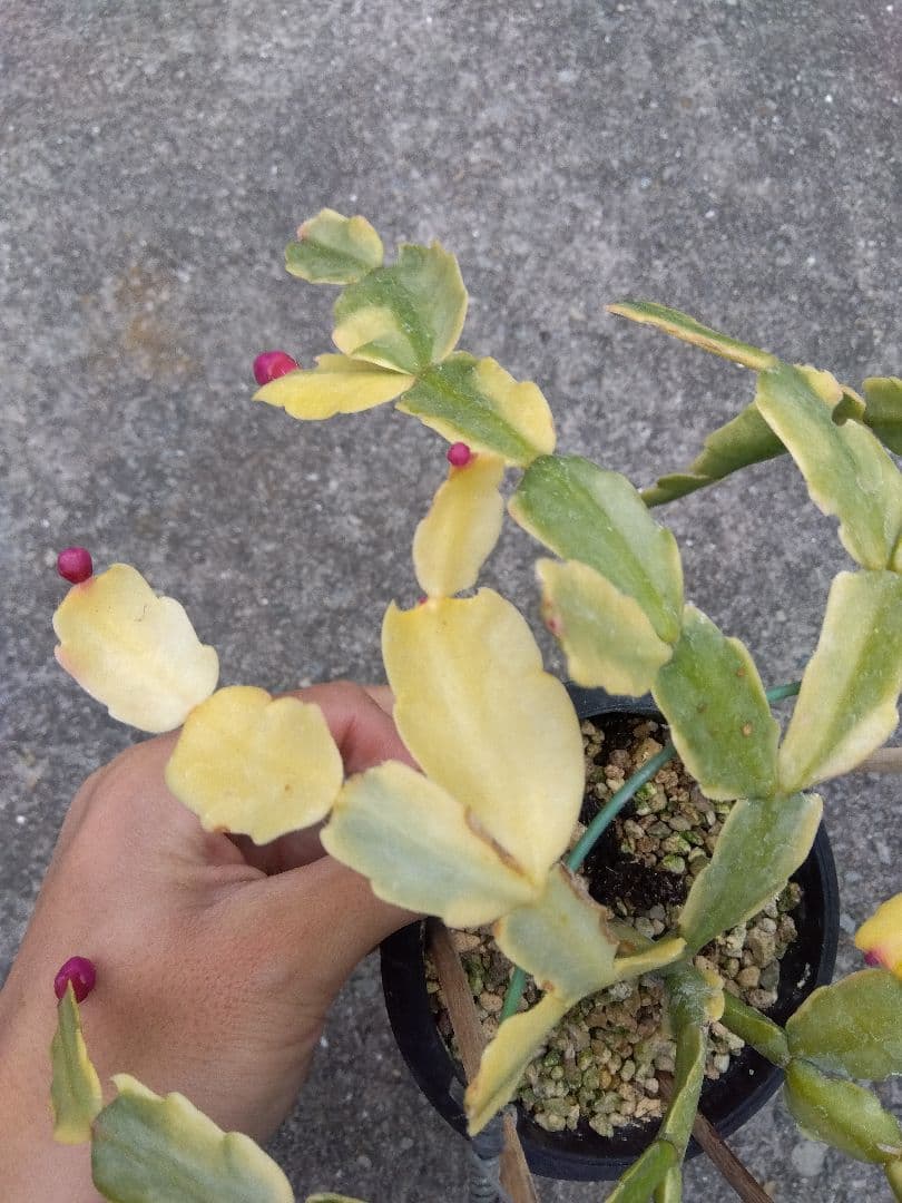 シャコバサボテン　斑入り　4号鉢つき　レアな大株❗